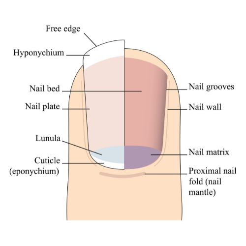 what is a cuticle
