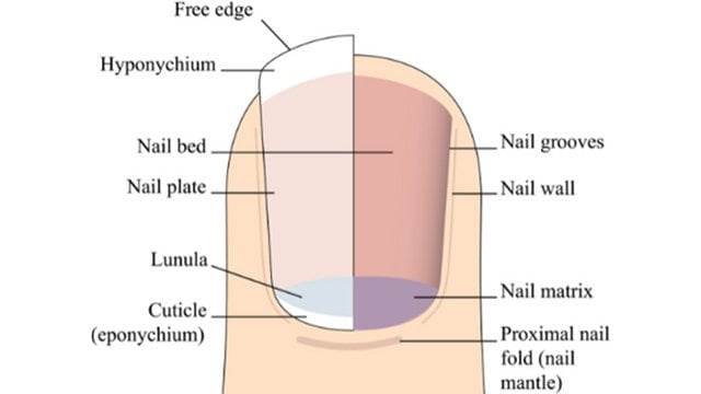 Annotated drawing of a light skin fingertip with cross-section of nail and names of all parts